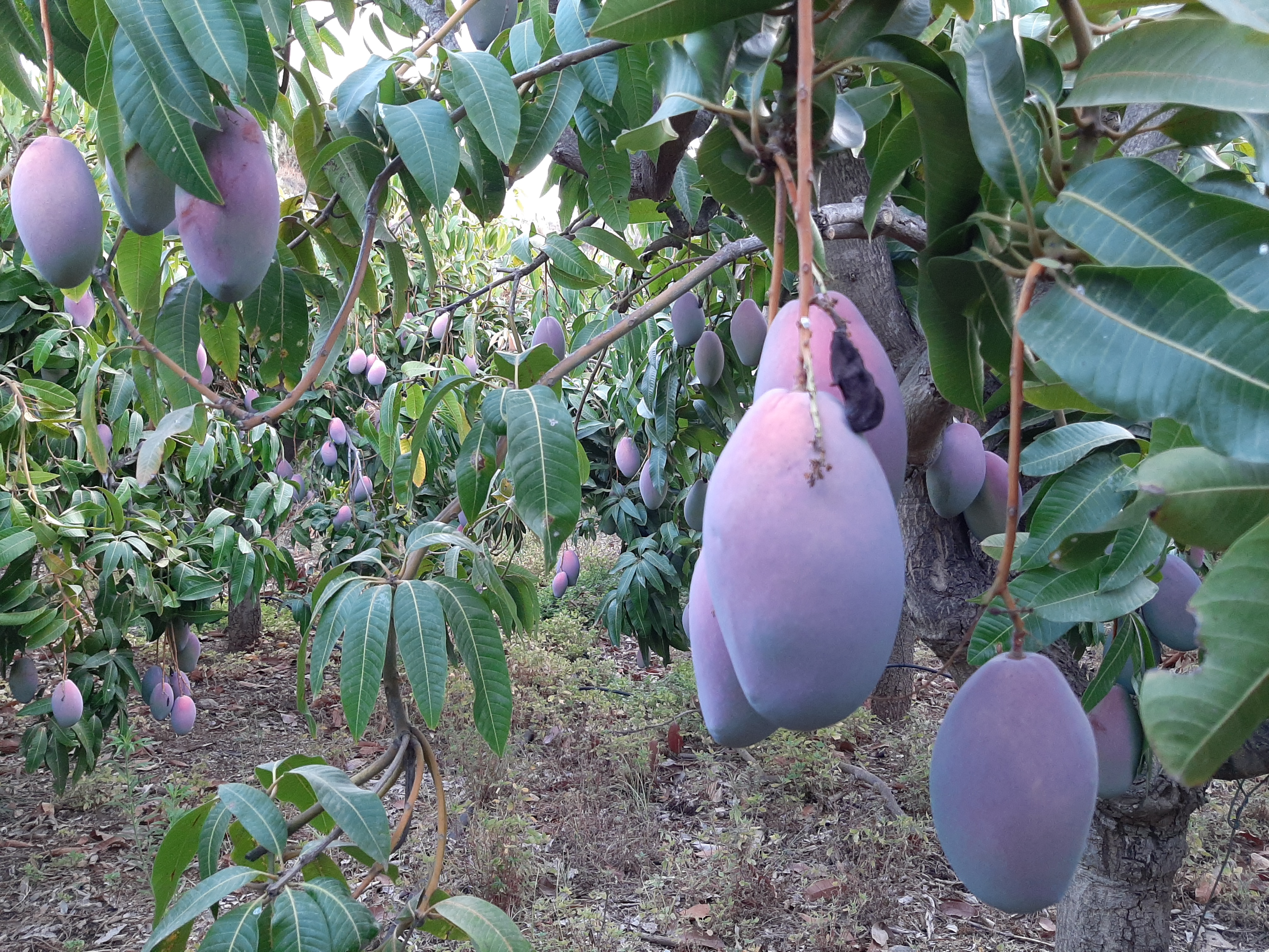 mangue Osteen bio